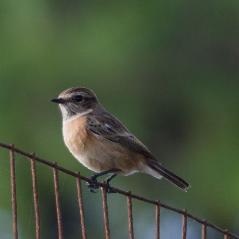 Saltimpalo o Stiaccino?  Saltimpalo (Saxicola torquatus)